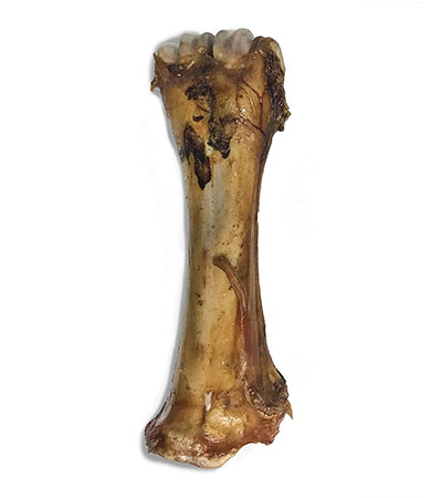 Shank bone